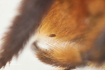 Media type: image;   Entomology 816436 Aspect: thorax lateral